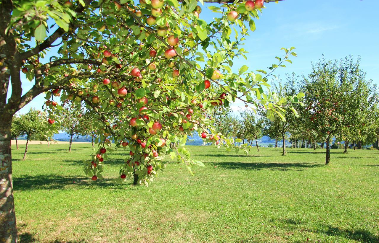 Mostlandhof Purgstall an der Erlauf المظهر الخارجي الصورة